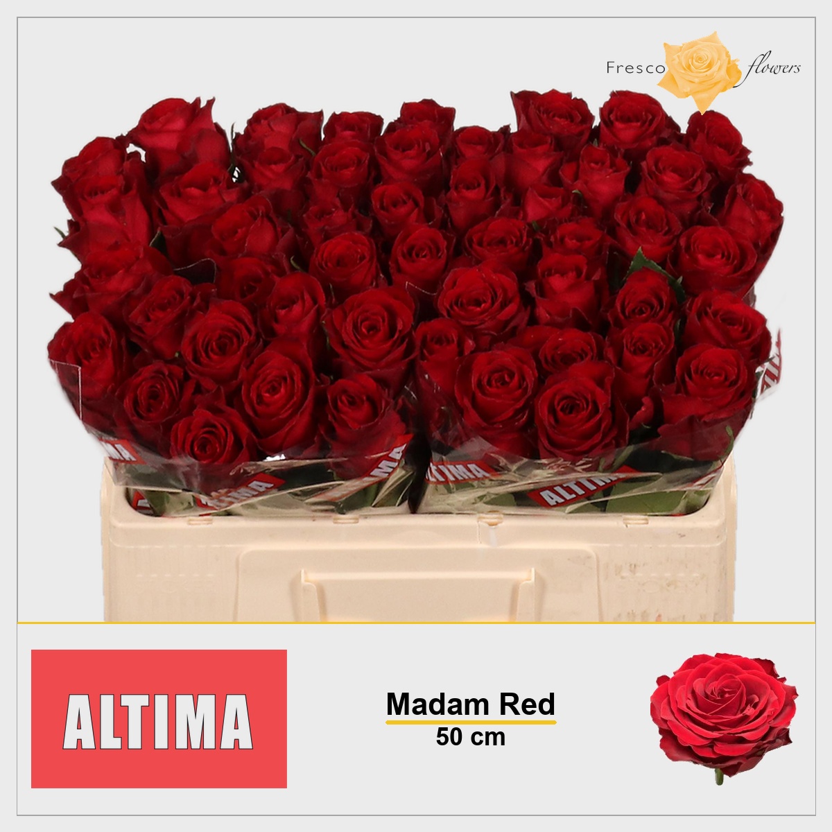 Rosa Madam Red 50cm