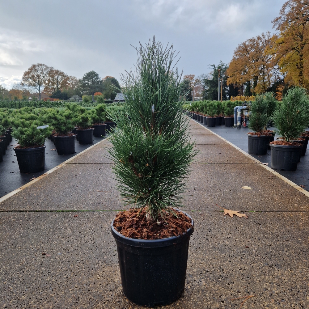 Picture of Pinus nigra Green Tower C8 40/+ (LOOSE)