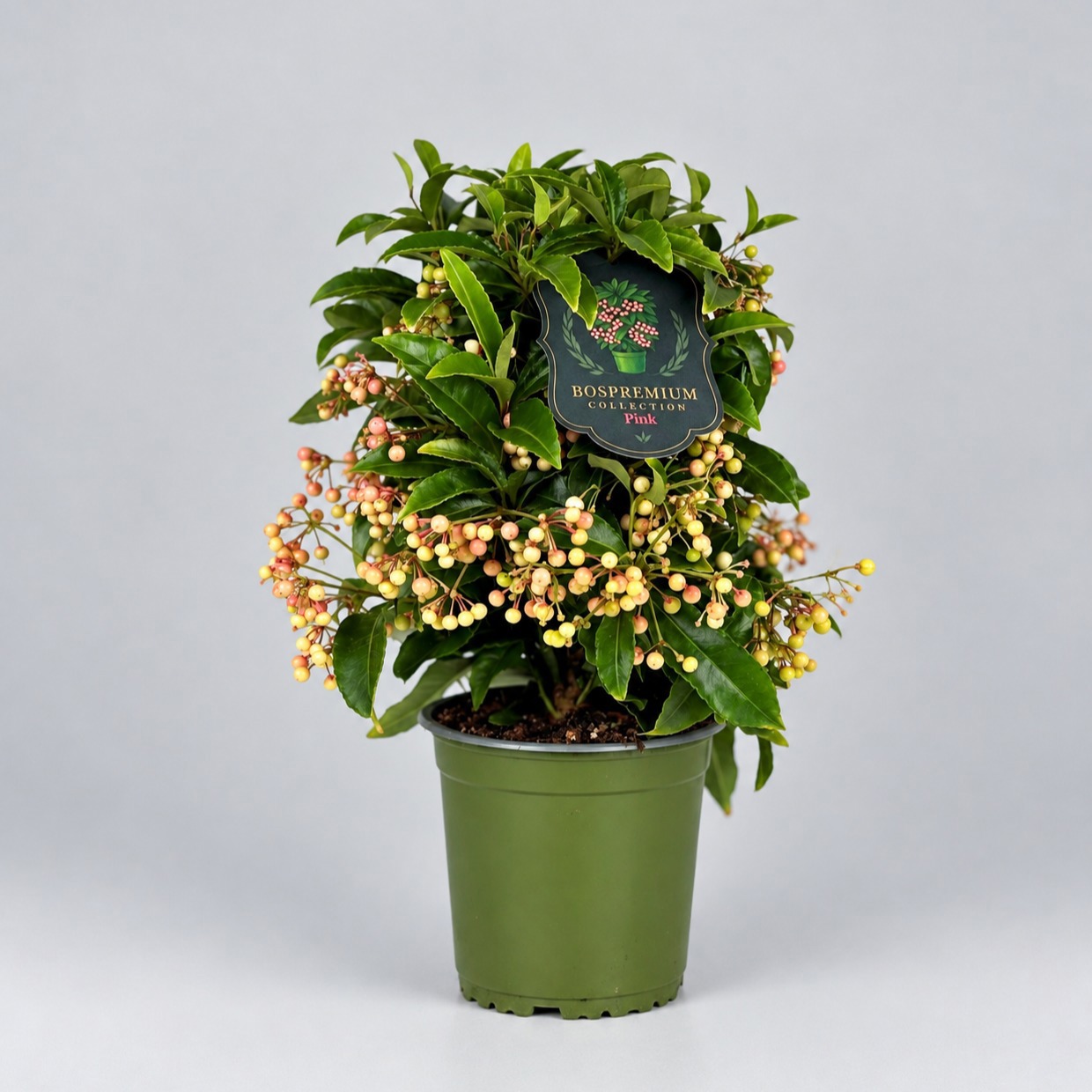 Ardisia crenata Bospremium Pink