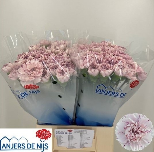 Dianthus St Yukari 60cm