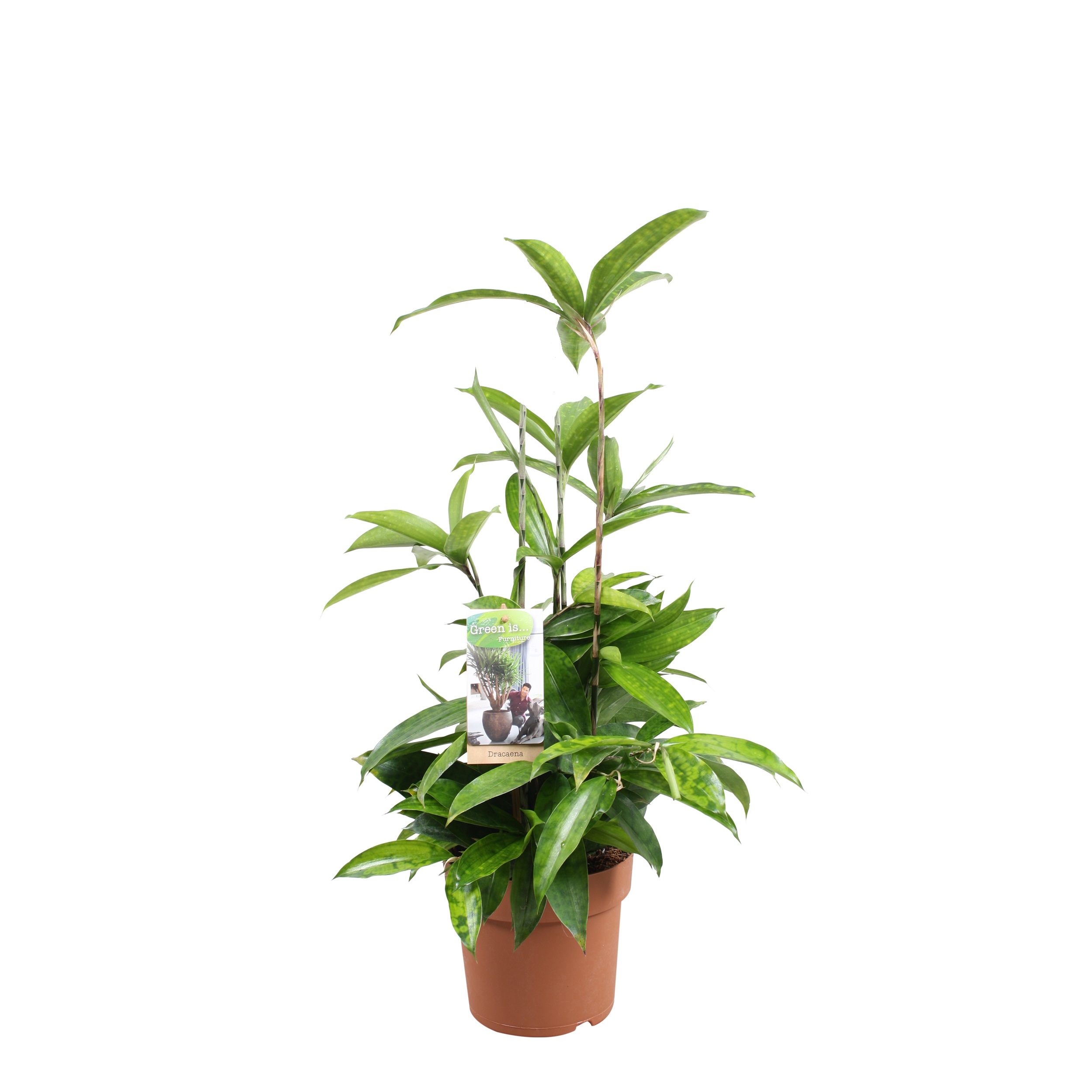 Picture of Dracaena Surculosa P17 60CM