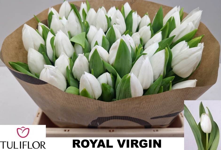 Tu En Royal Virgin