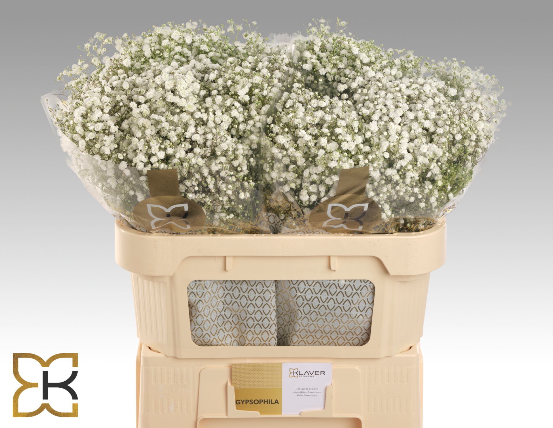 Gypsophila Xlence White 70cm 20gram