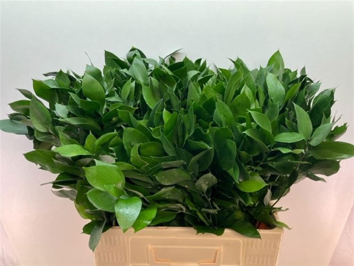 Ruscus Hypophyllum 60L.cm