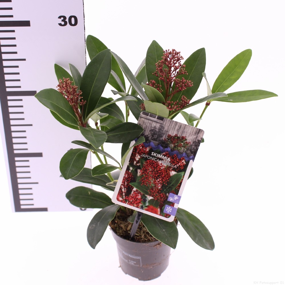 Picture of Skimmia jap. 'Rubella'