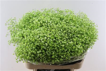 Gypsophila Painted 80cm 40gram