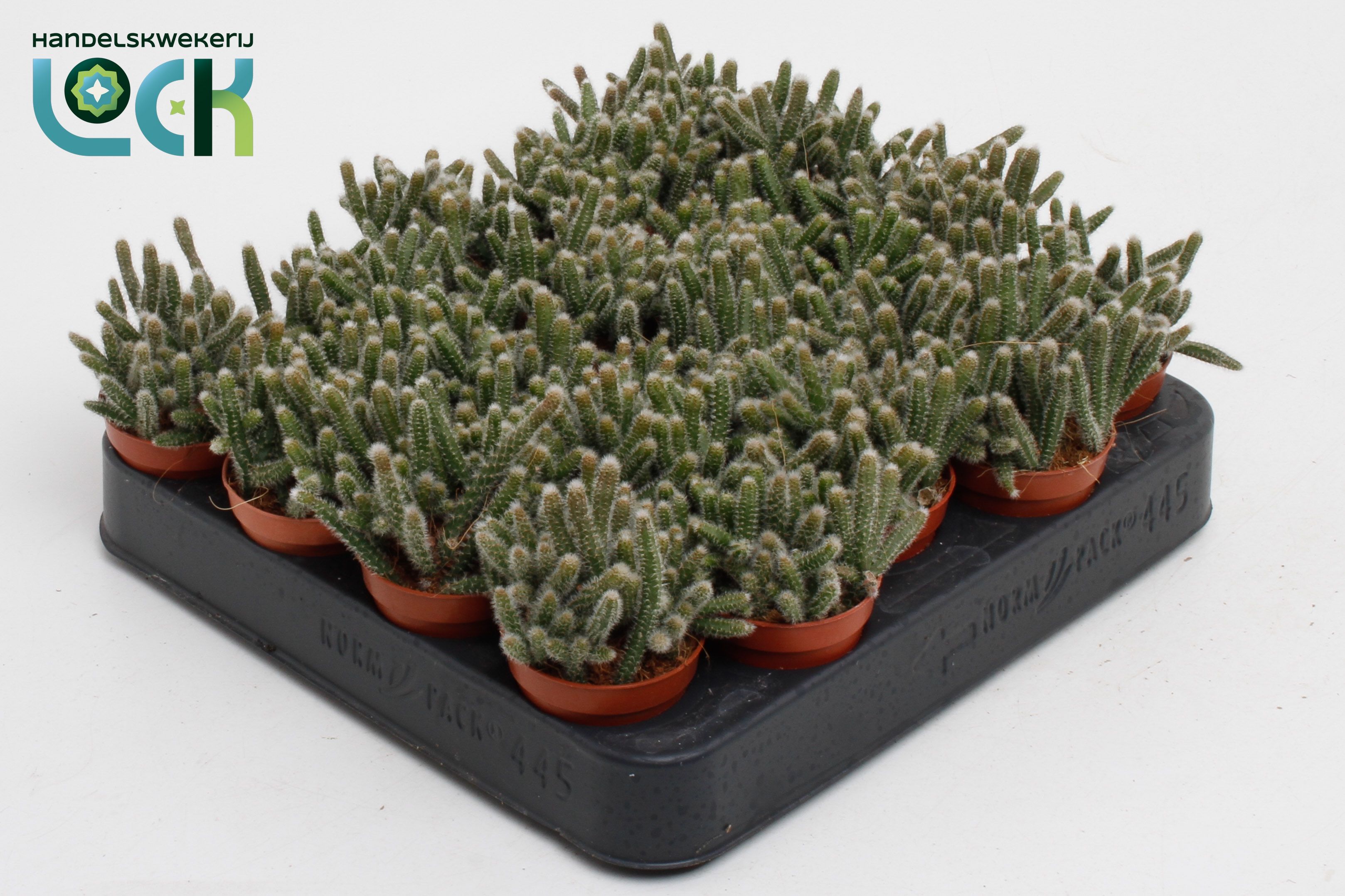 Rhipsalis Baccifera 505Ø 10cm