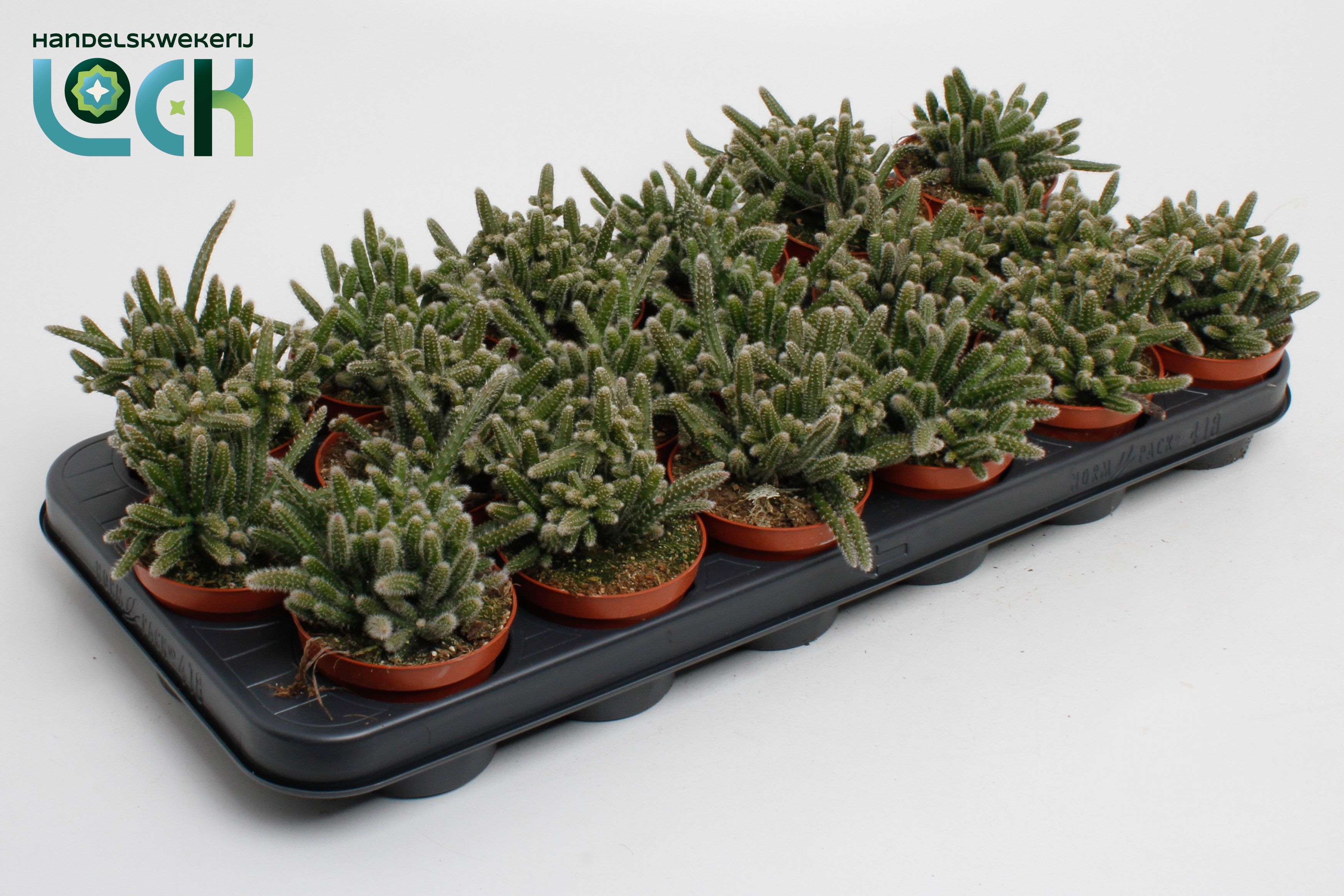 Rhipsalis Baccifera 508Ø 10cm