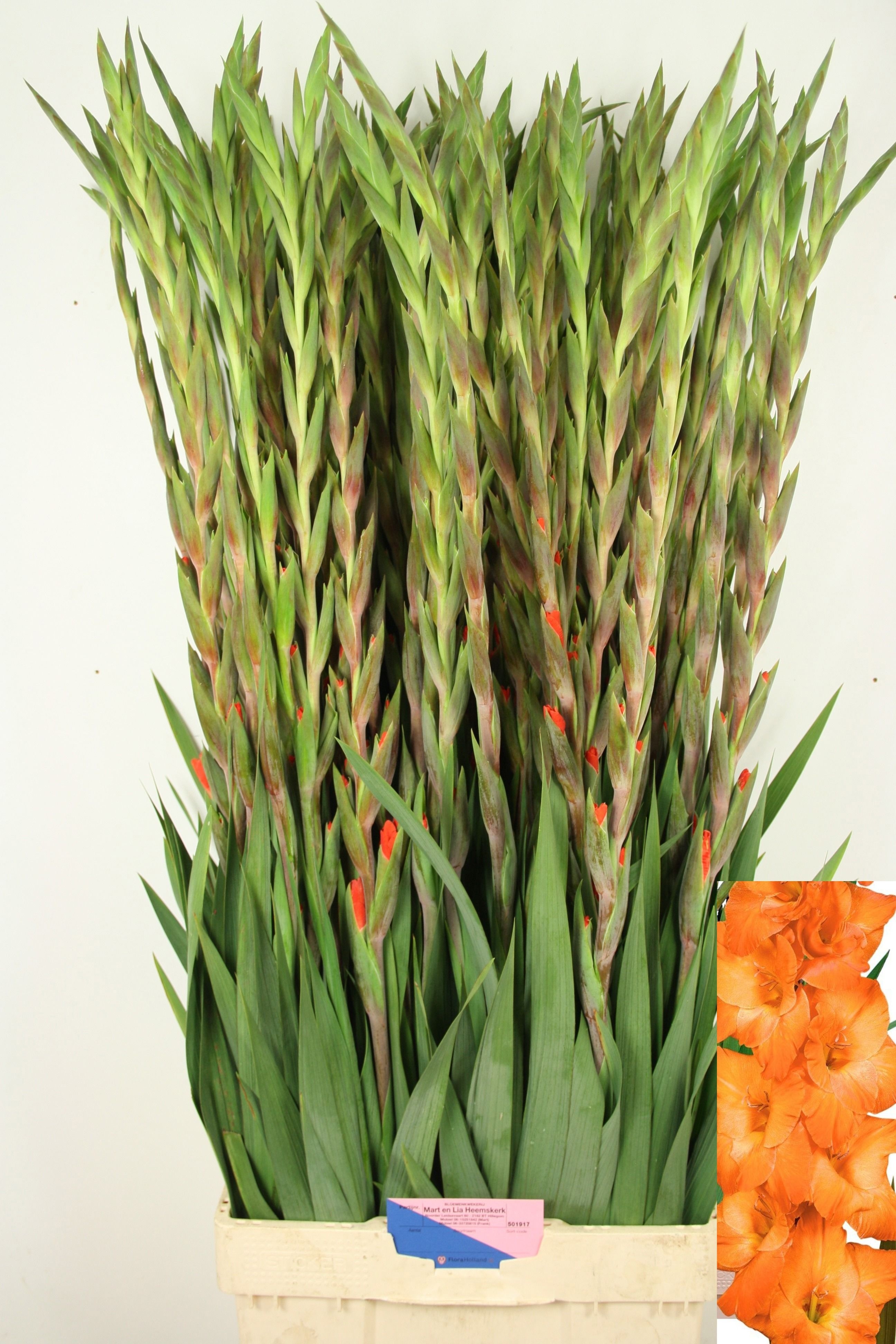 Gladiolus Live Oak 110cm 170gram