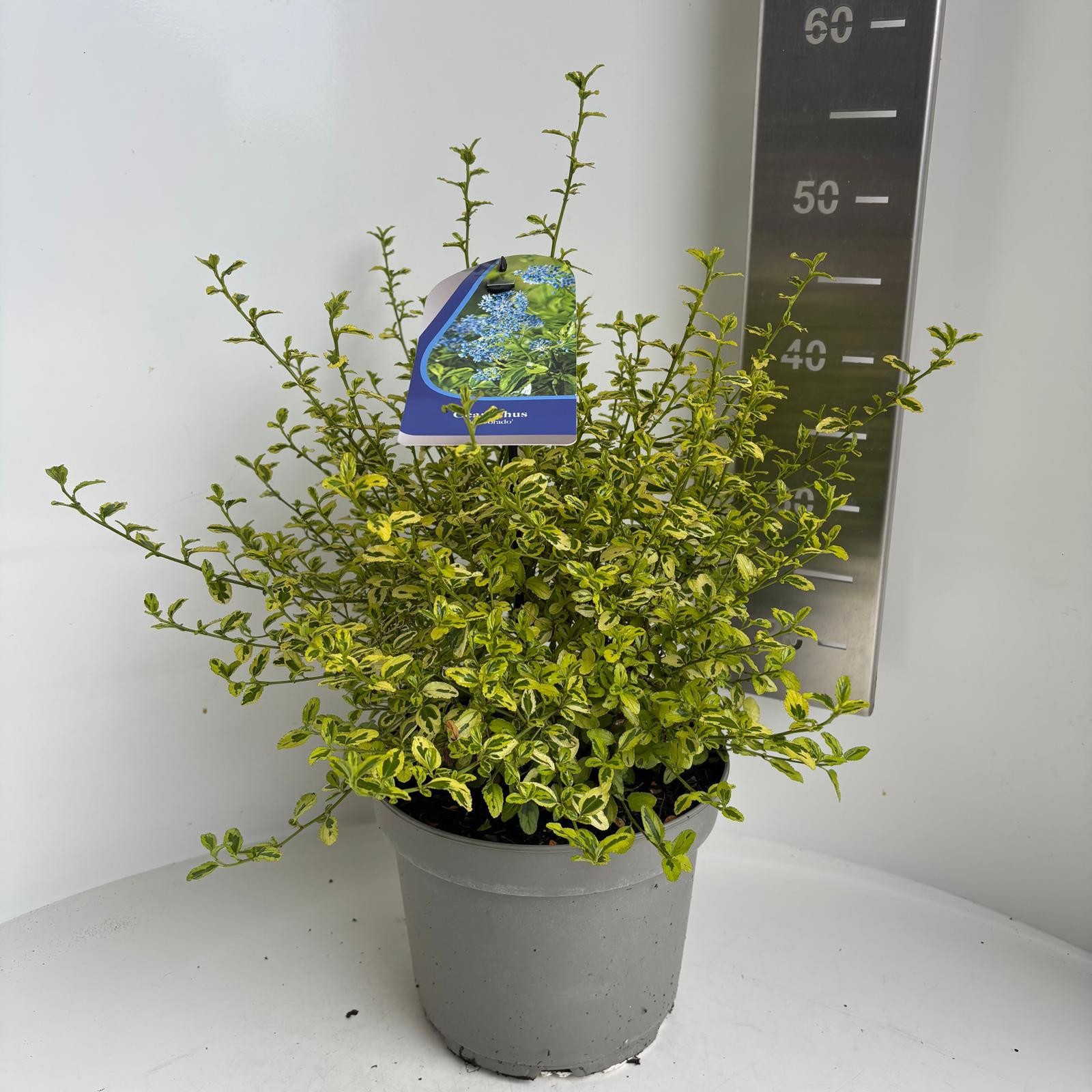 Ceanothus El Dorado ('Perado')