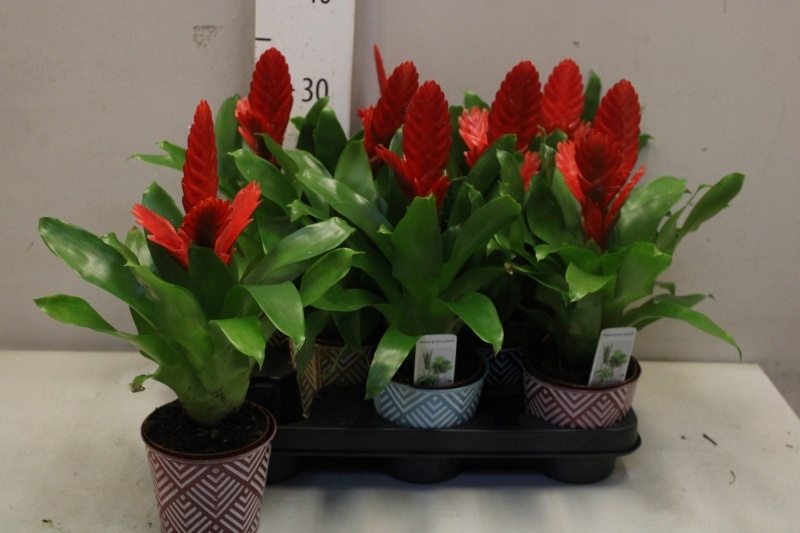 Bromelia Arrangem 6% 510Ø