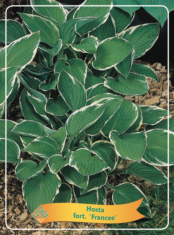 Picture of Hosta Mix 6x10 srt. per shelve P11