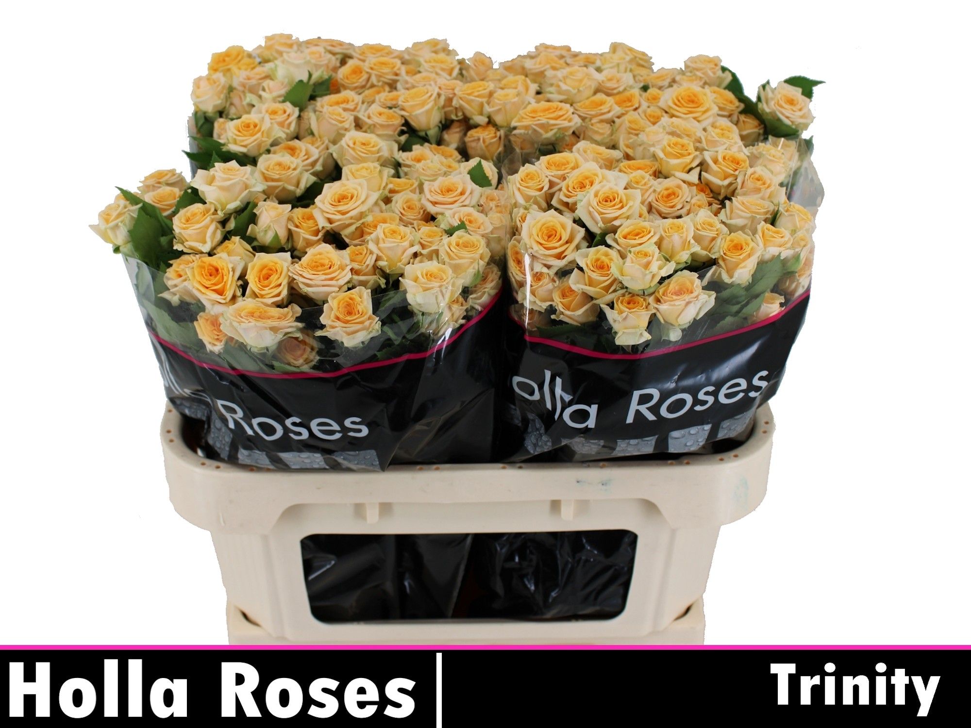 Rosa Spr Trinity 70cm