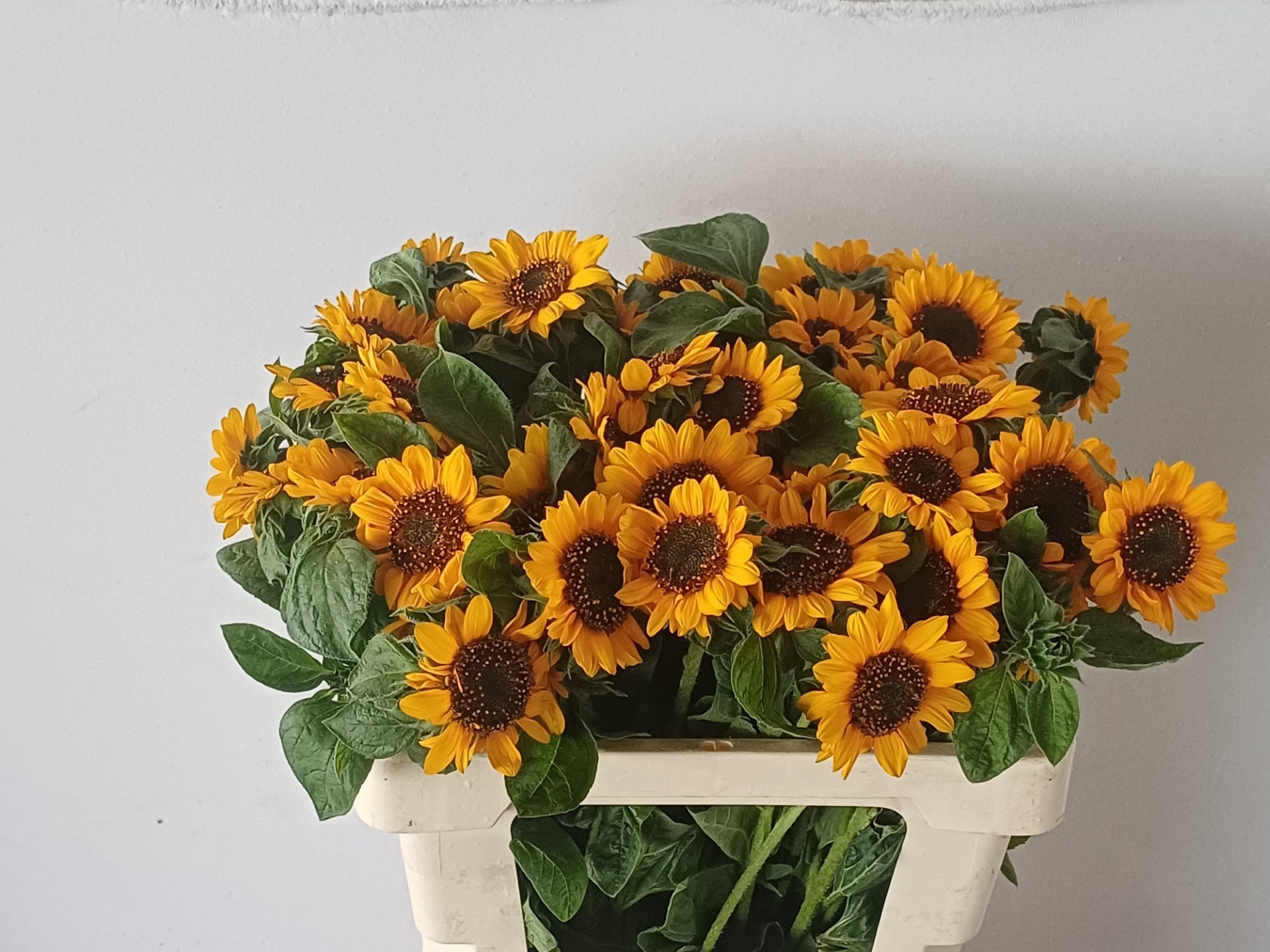 Helianthus Sonja 50cm