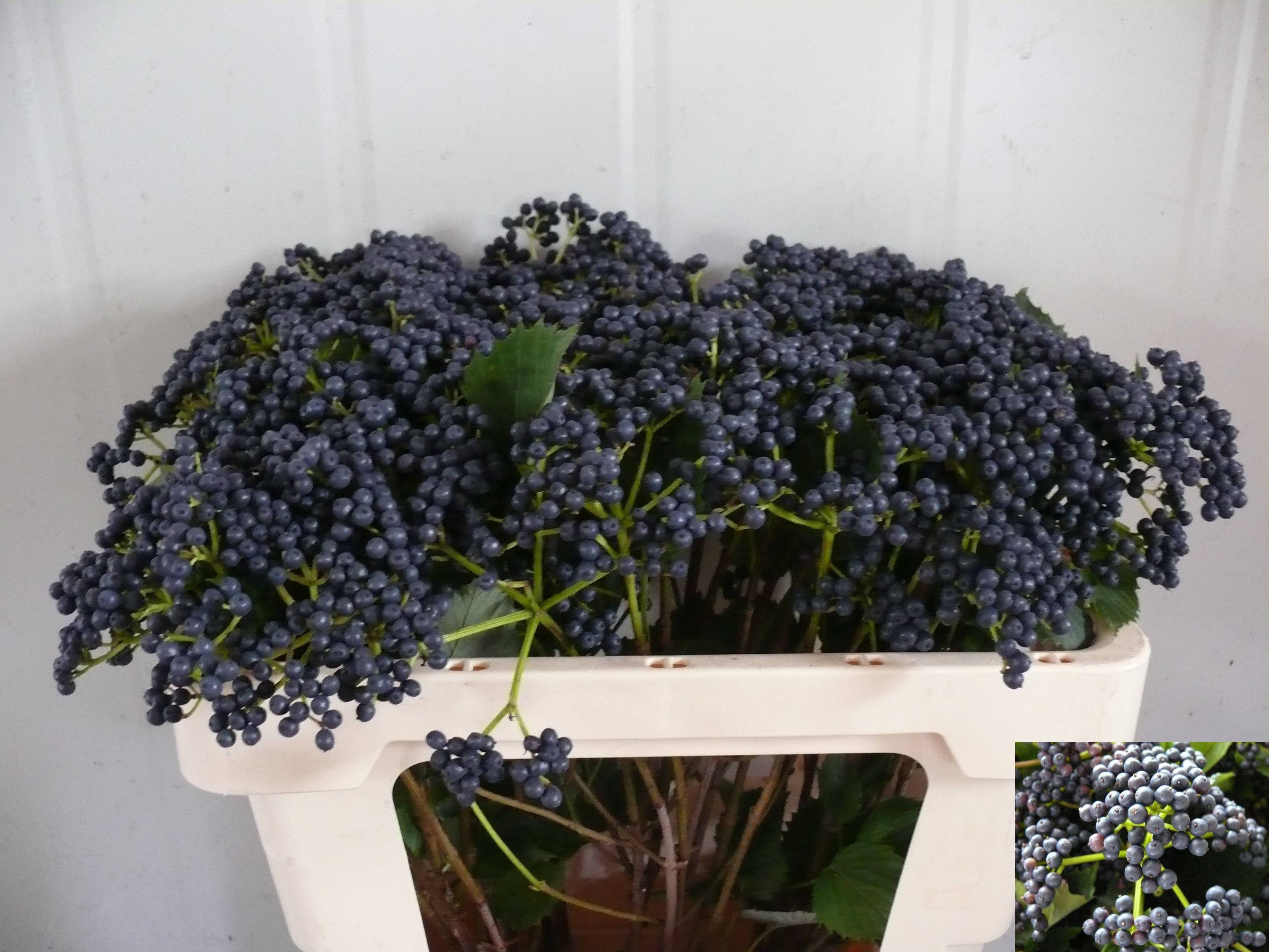 Vibur Blueberry Hill