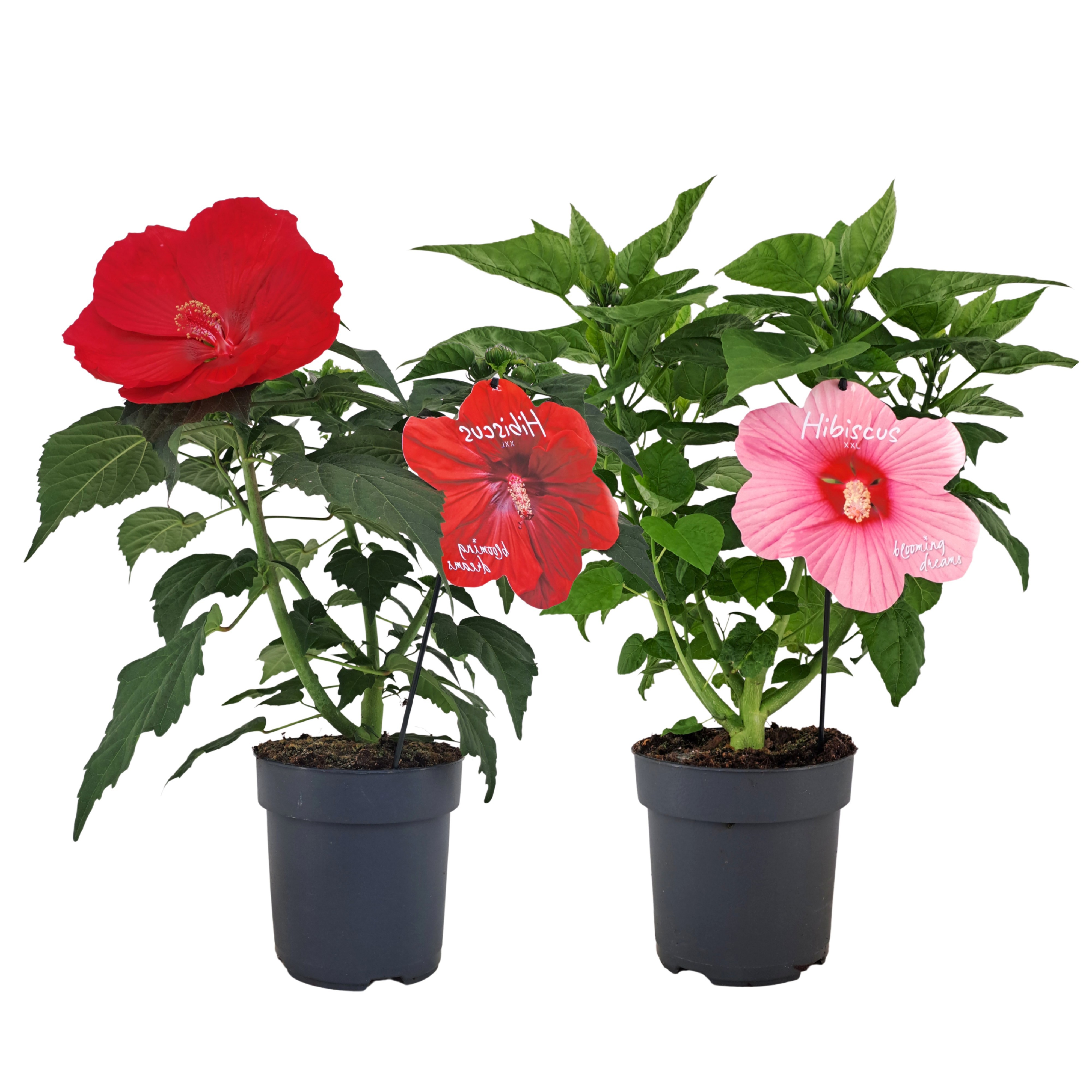 Hibiscus Extreme Mix