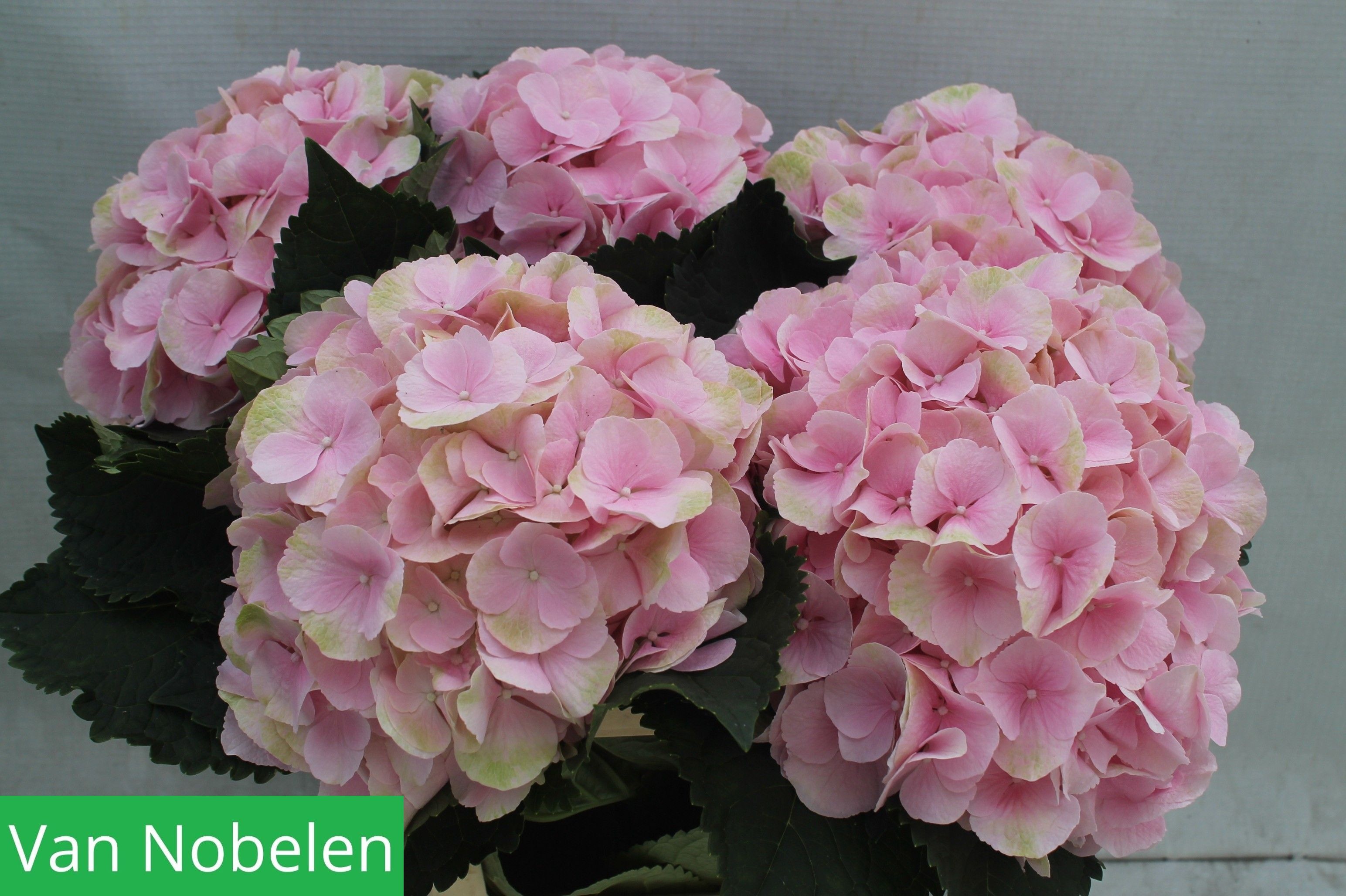 Hydrangea Verena Light Pink 50cm 22Ø