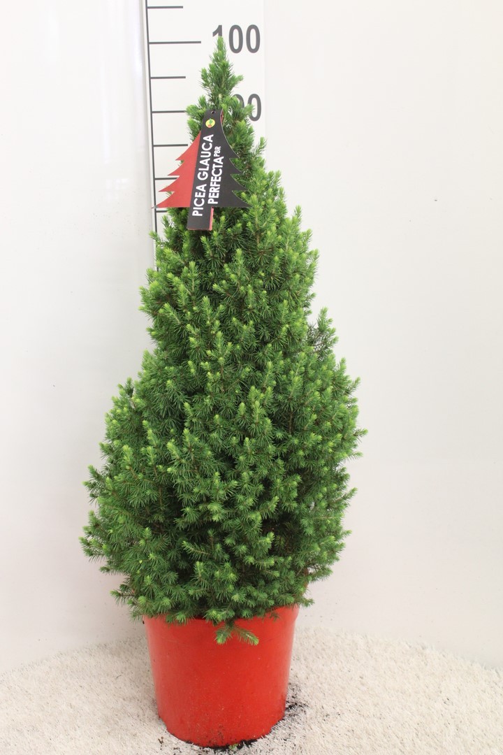 Picture of Picea Glauca Perfecta P27 (7.5 Ltr) 100CM-INC-POT/POTGROWN/RED