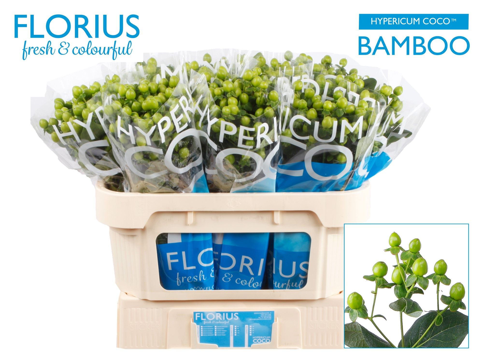 Hyp Coco Bamboo