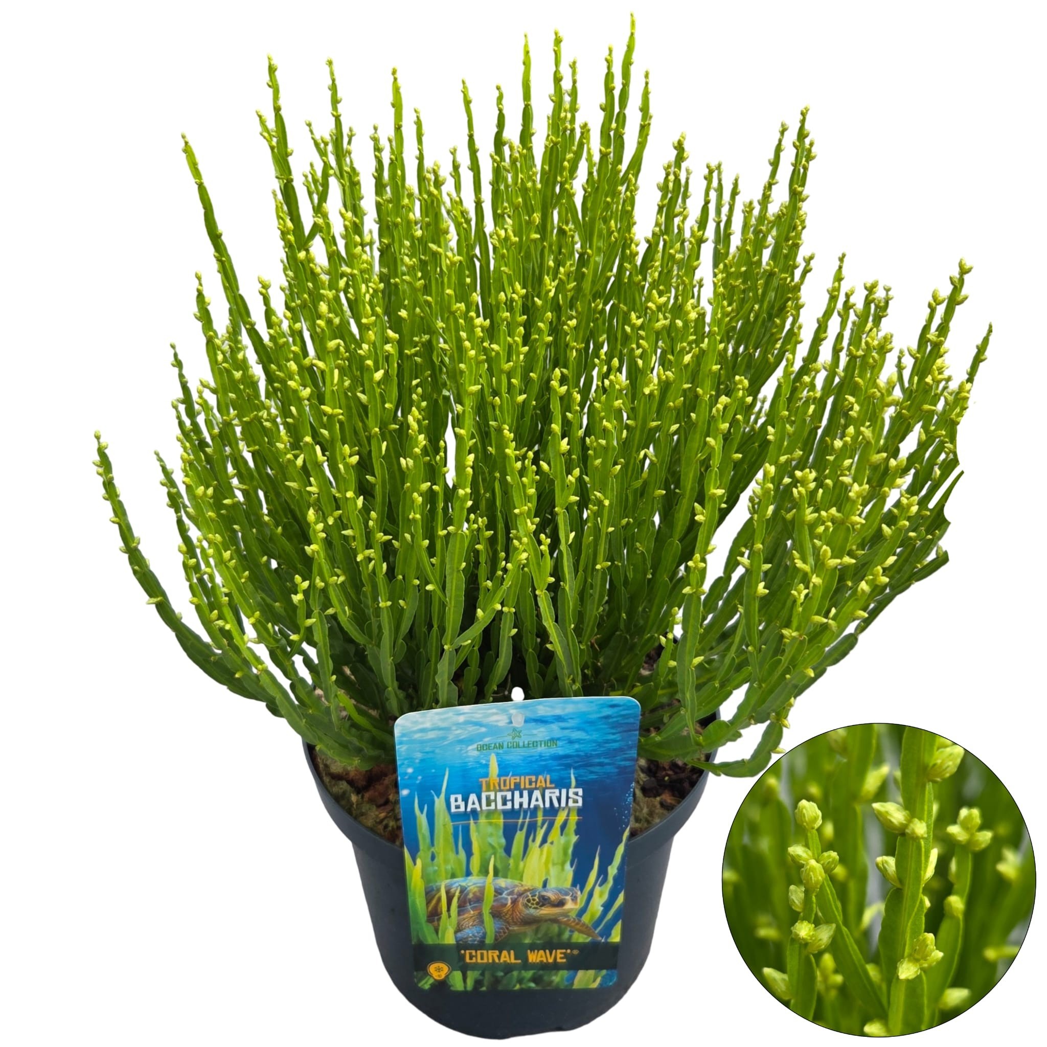 Baccharis 'Coral Wave'