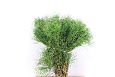 Pinus Strobus 40cm