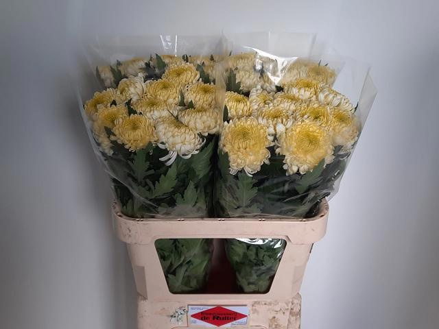 Chr G Bislet White 80cm 90gram