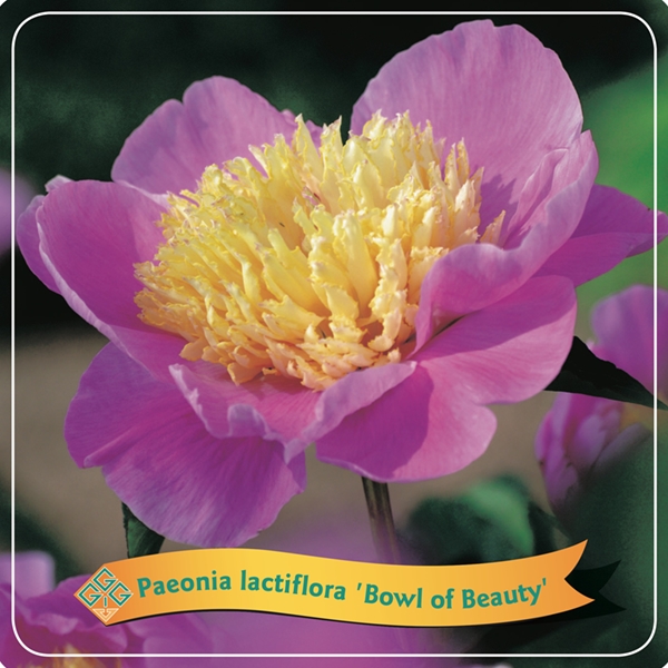 Picture of Paeonia Lactiflora mix shelve C5