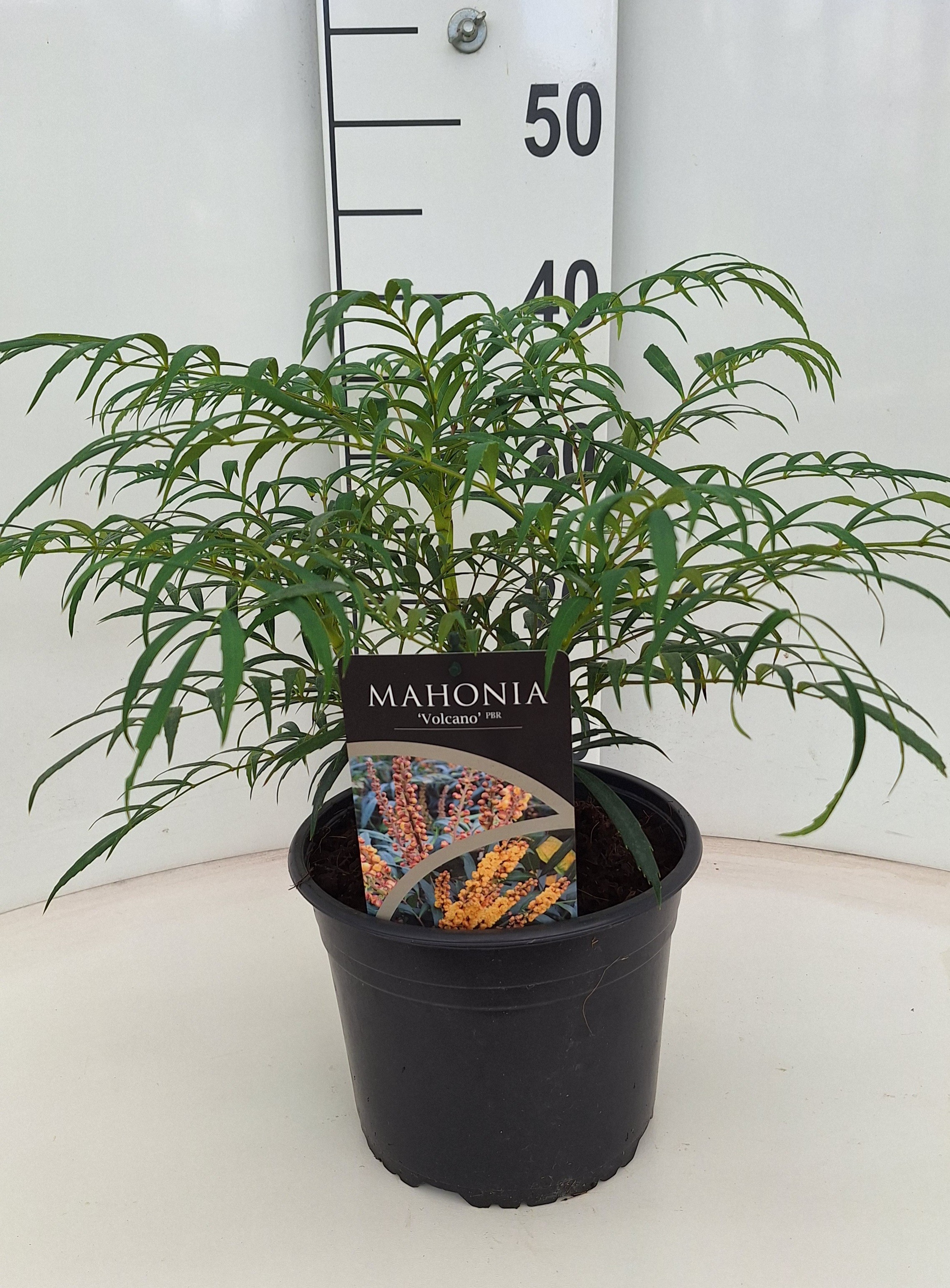 Mahonia Volcano ('Myoy')