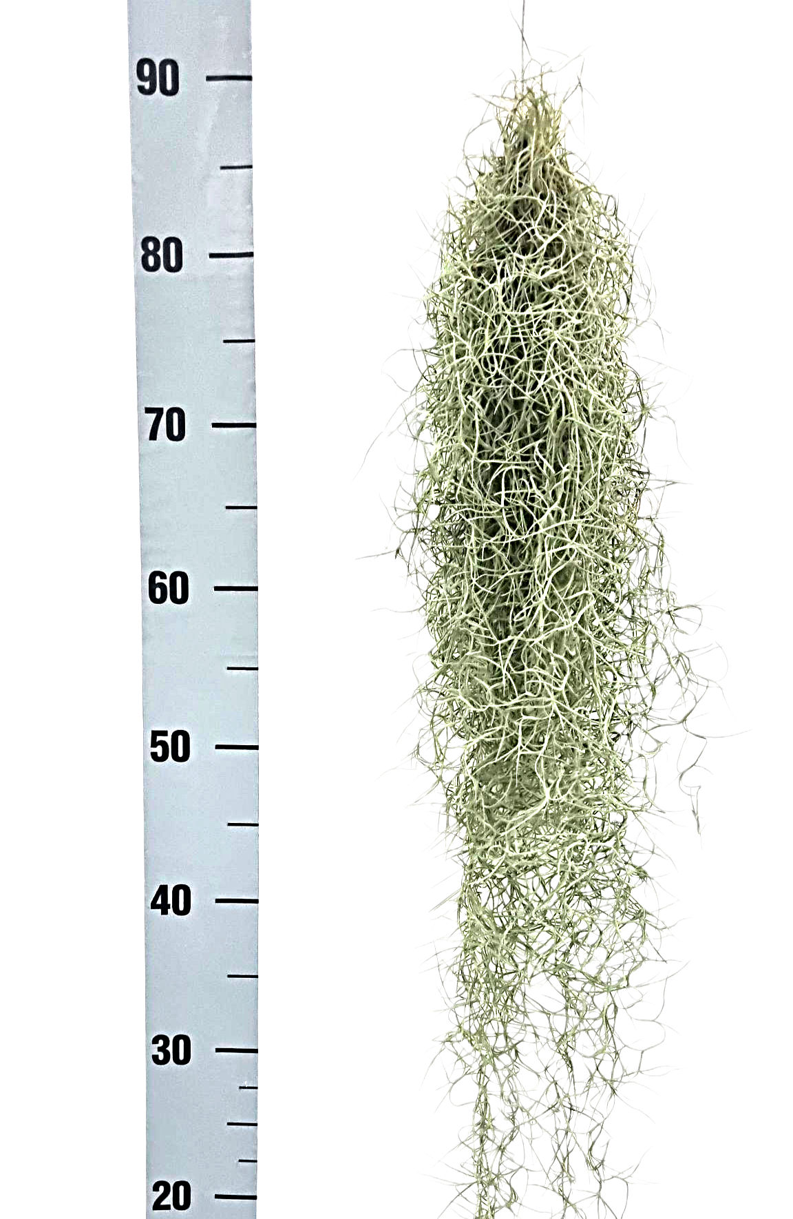 Till Usneoides