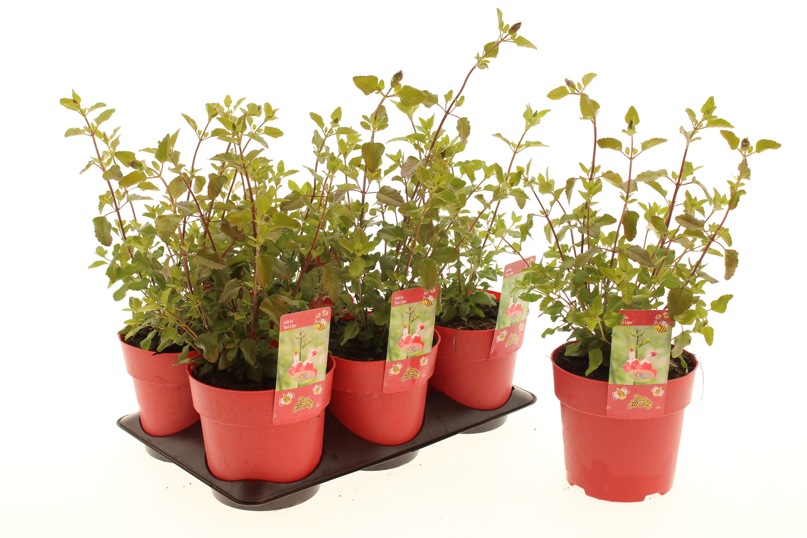 Picture of Salvia Hot Lips
