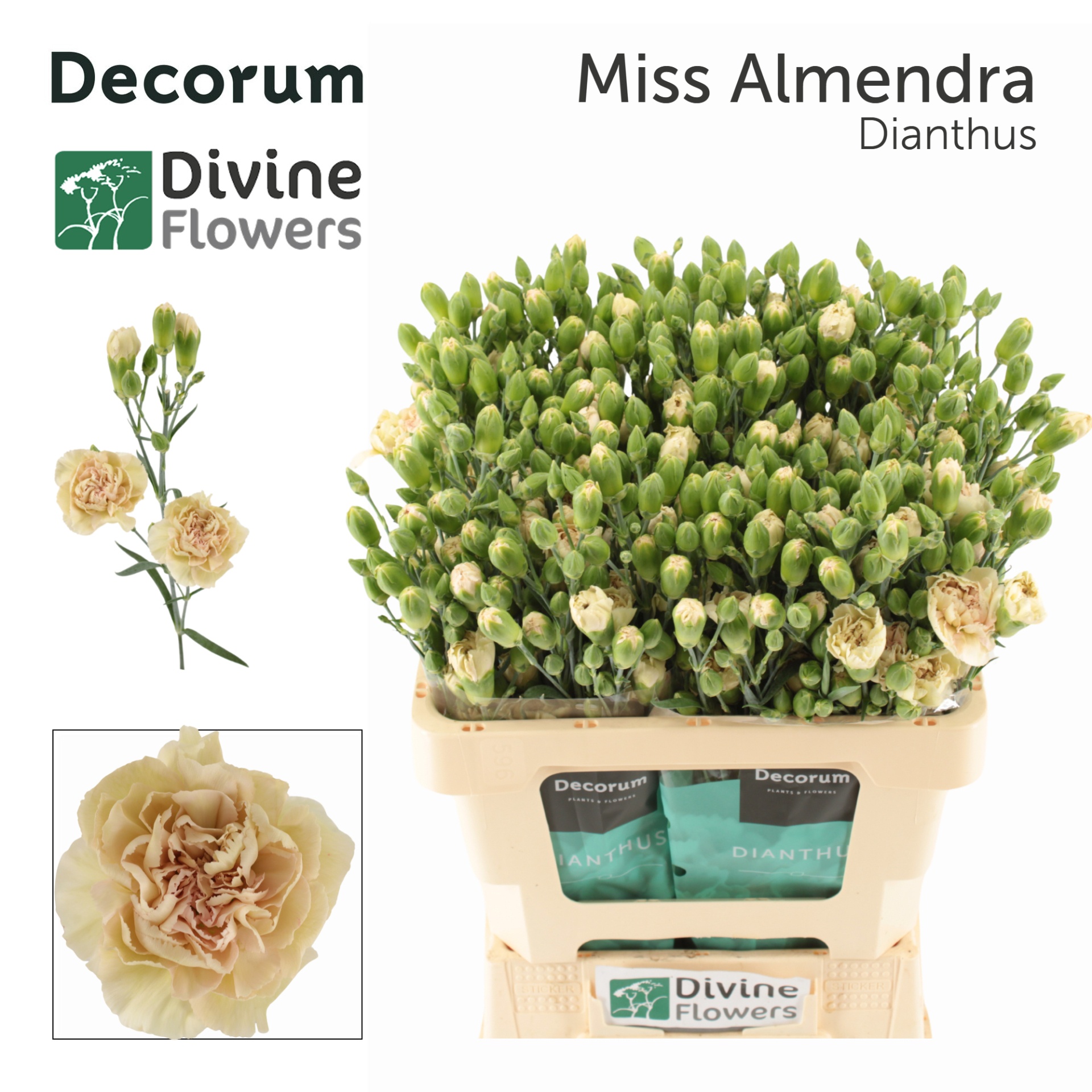 Di Tr Miss Almendra
