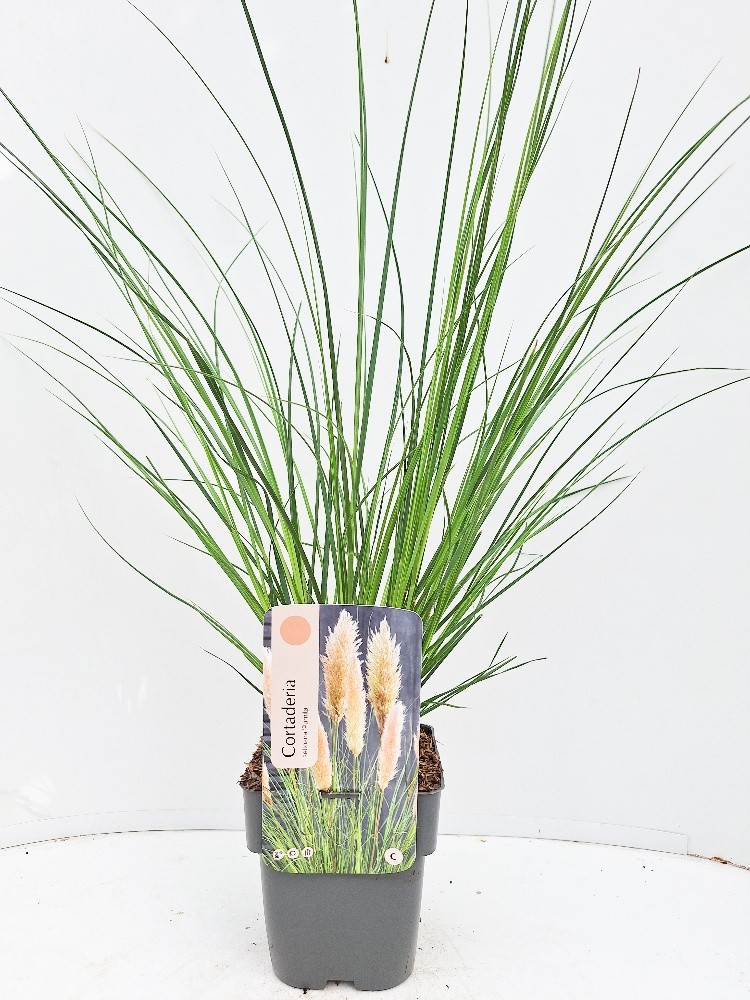 Cortaderia selloana 'Pumila'