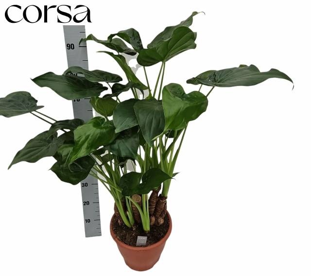 Alocasia cucullata - Alocasia