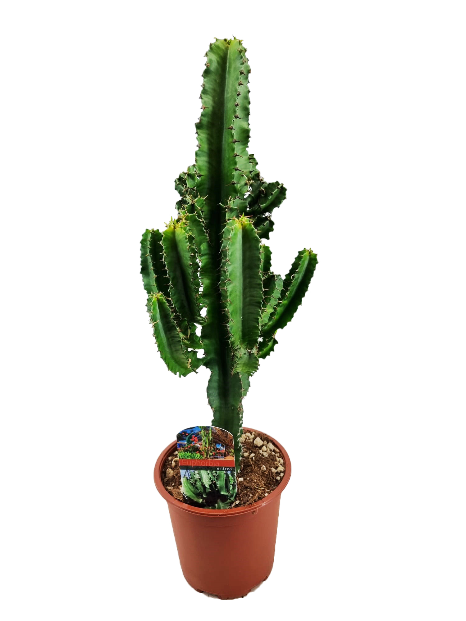 Picture of Euphorbia eritrea P17 (2 Ltr) 70CM