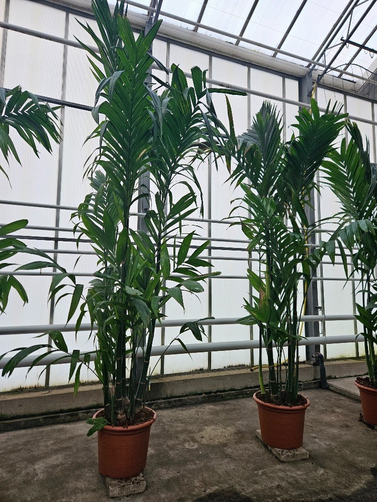 Areca triandra