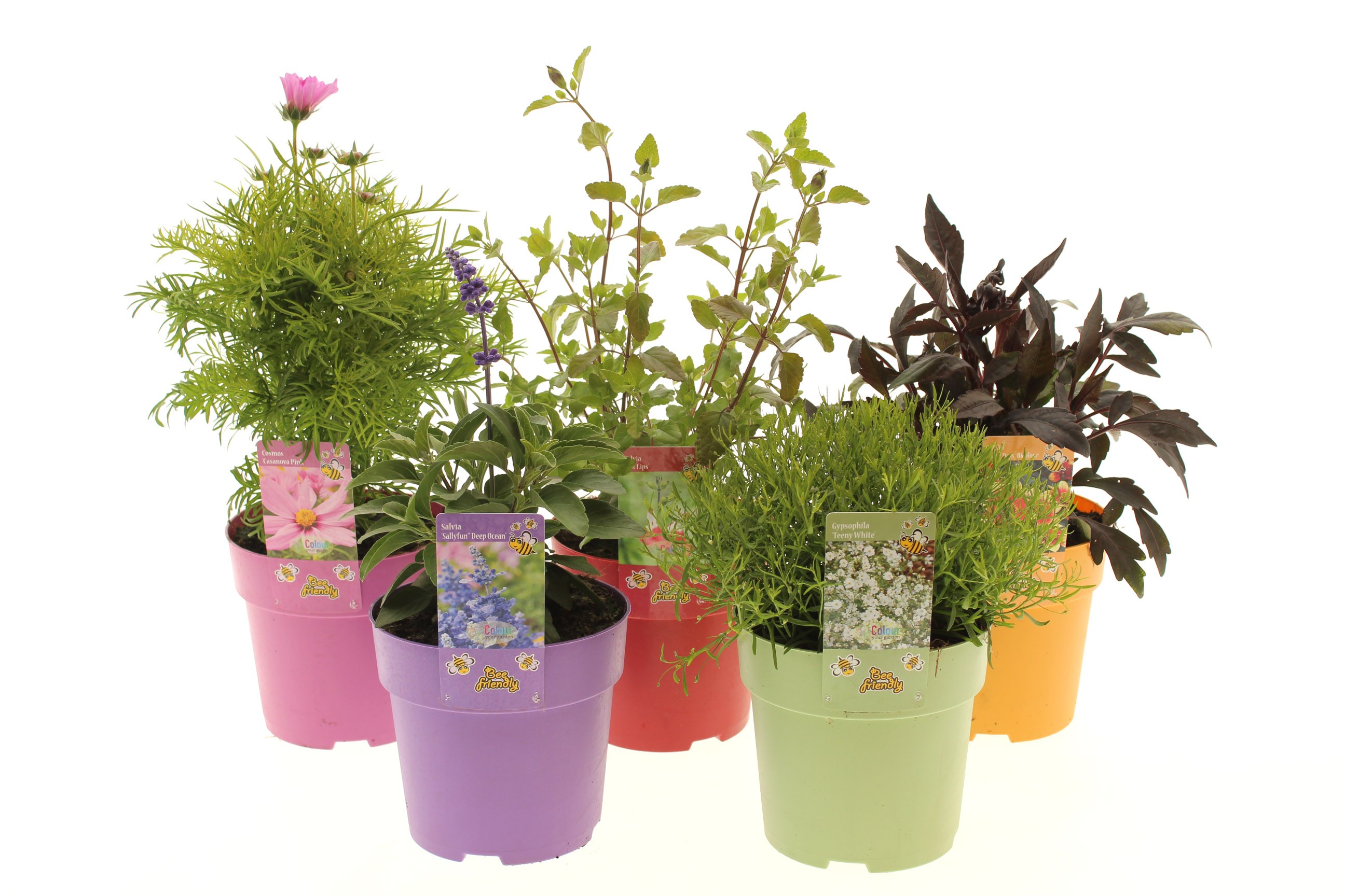 Picture of Vaste planten mixed-shelf