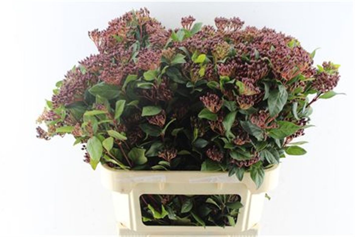 Viburnum T Red Spiri 80cm 6