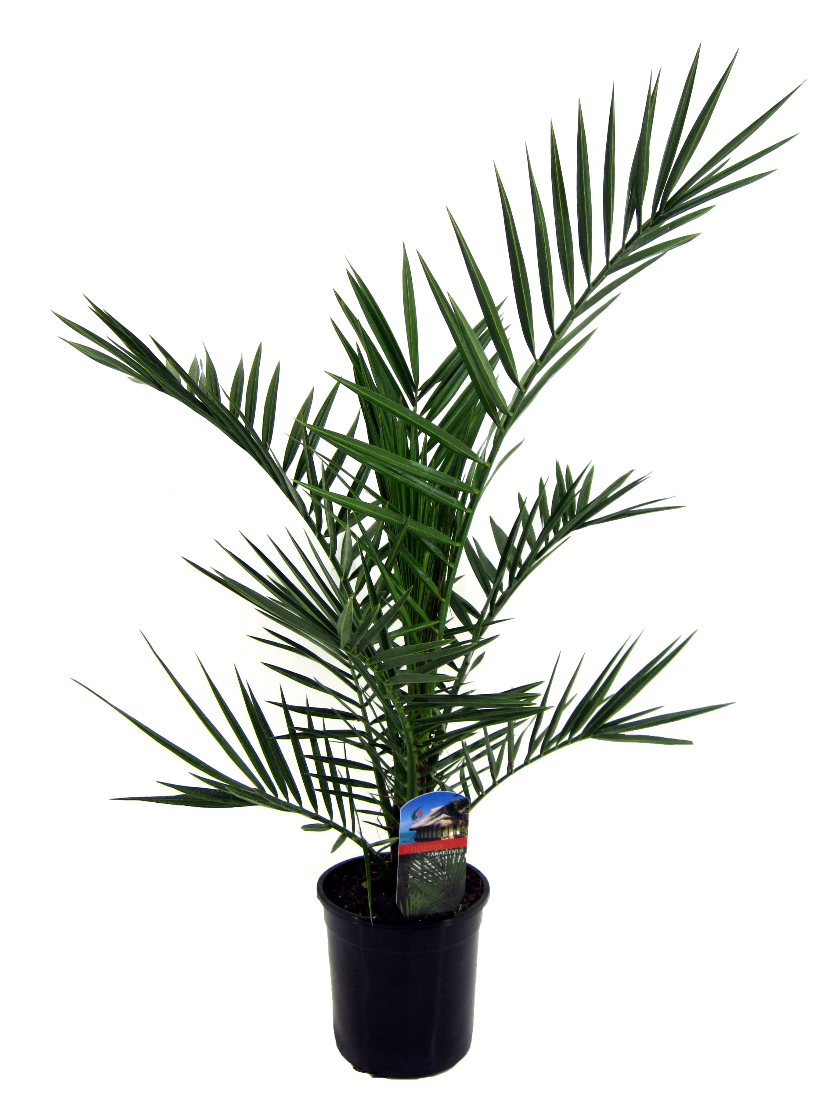 Picture of Phoenix canariensis P15 80CM