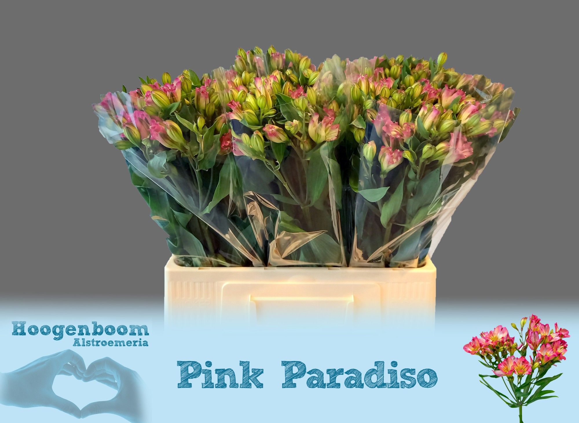Alstr Florinca Pink Paradise 60cm