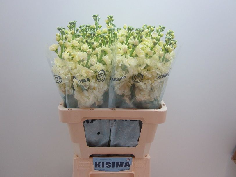Matthiola Iron Yellow 60cm