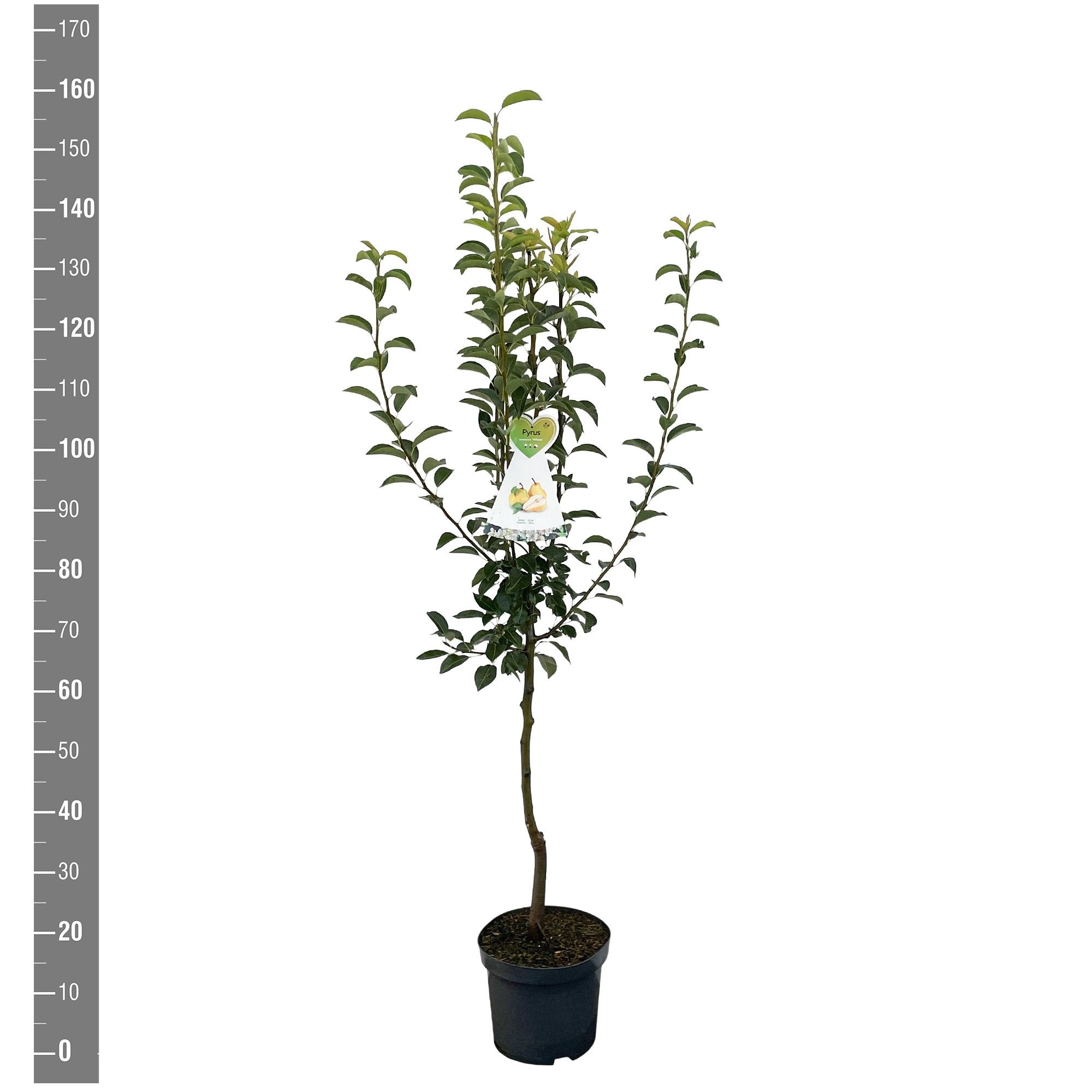 Pyrus c. Williams struik