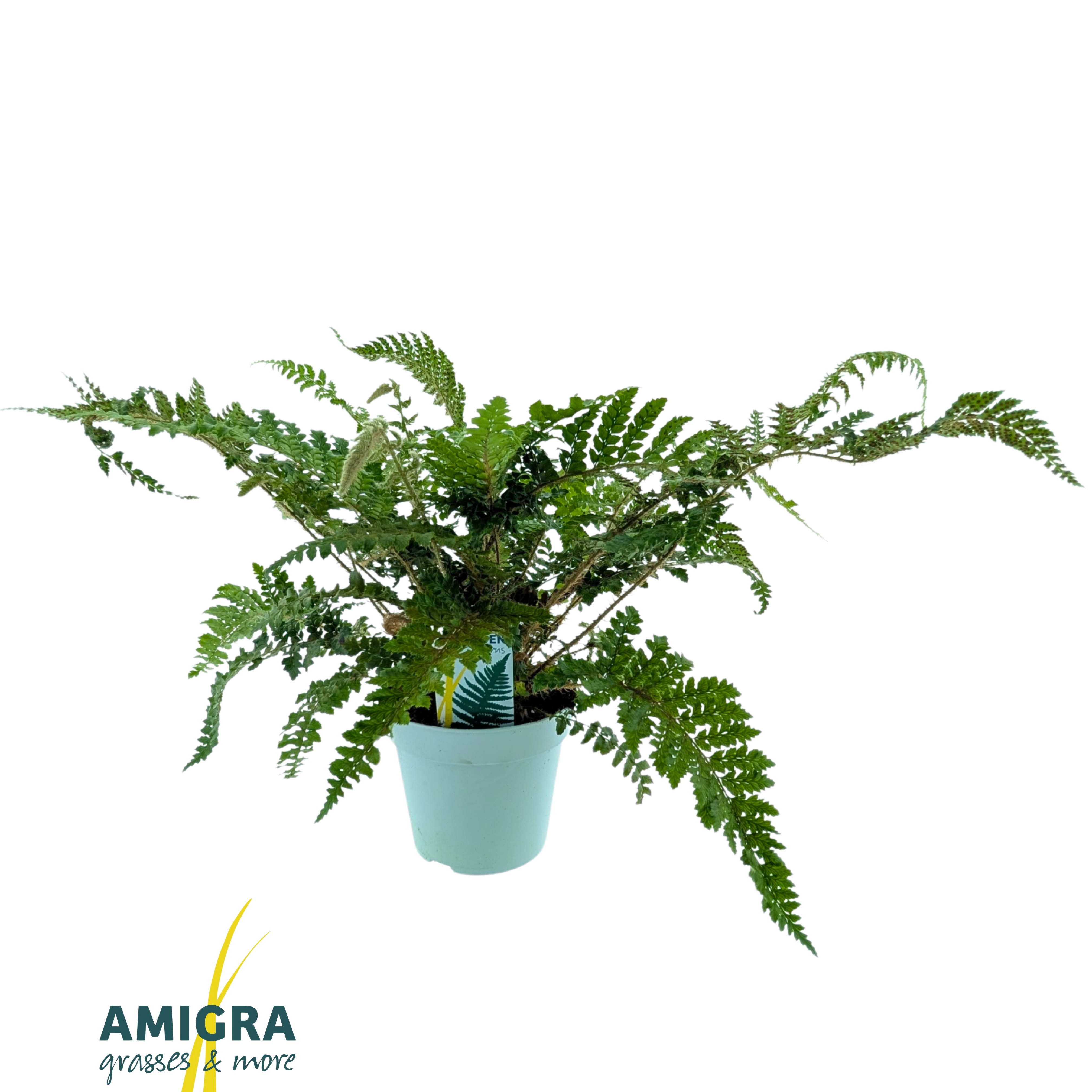 Picture of Polystichum polyblepharum 'Jade'
