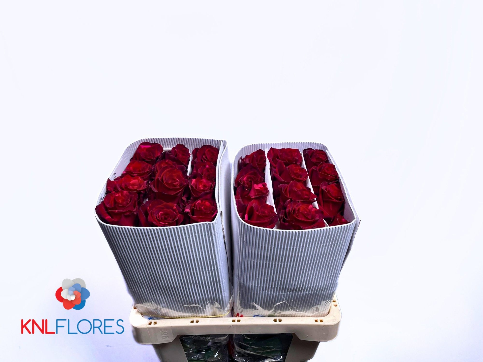 Rosa Red Panther 60cm