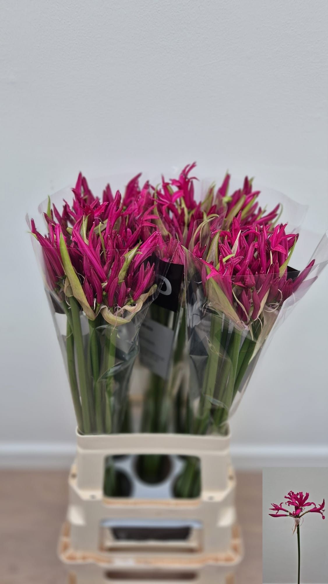 Ne Bo Mister Cees 70cm