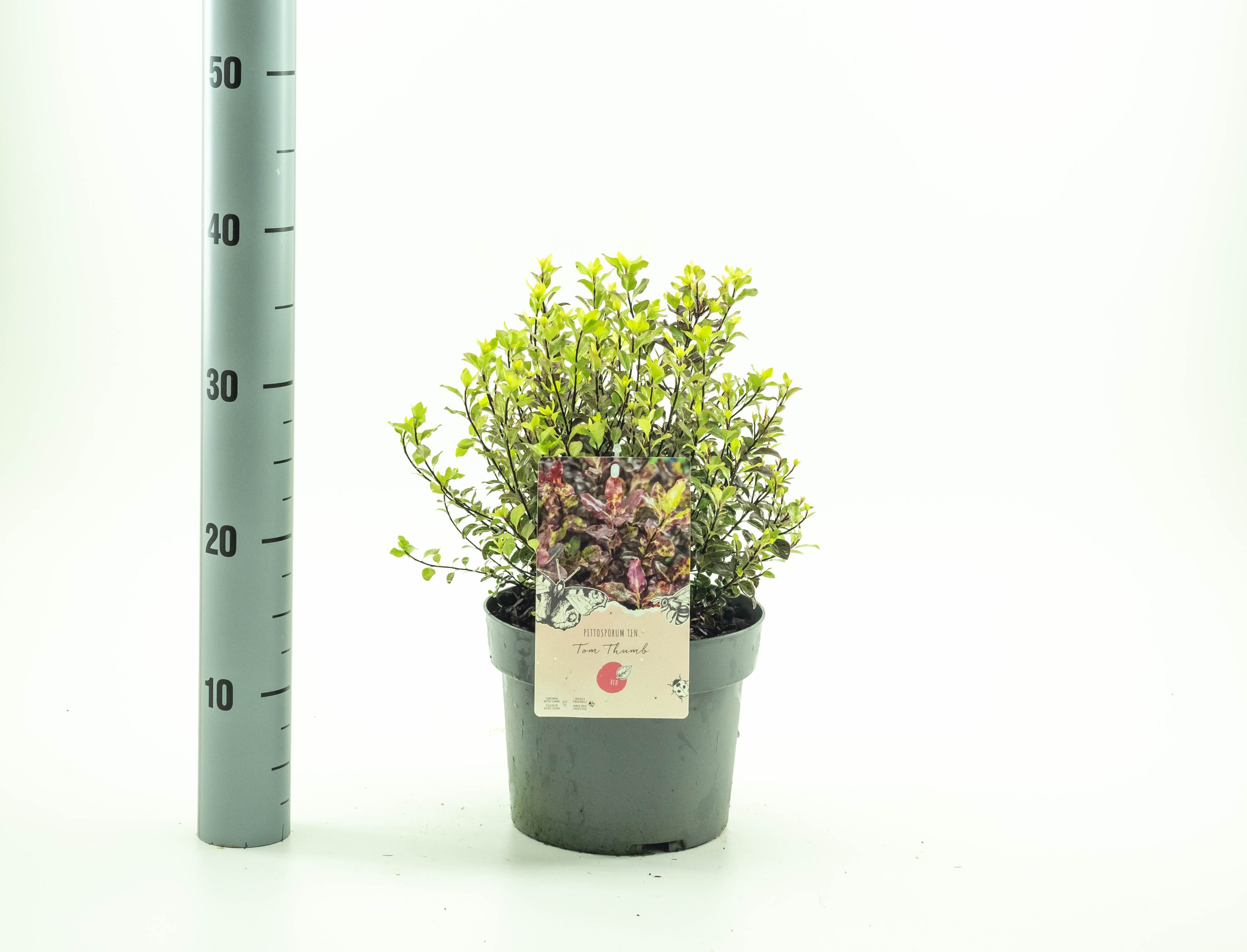 Picture of Pittosporum ten. Tom Thumb P19 (3 Ltr) (LOOSE)