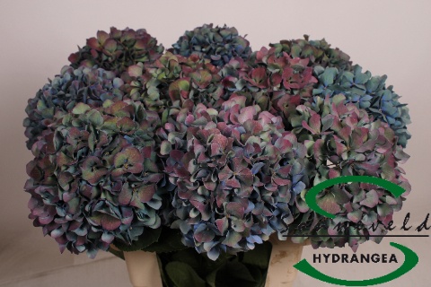 Hydr M Pimpernel Cl