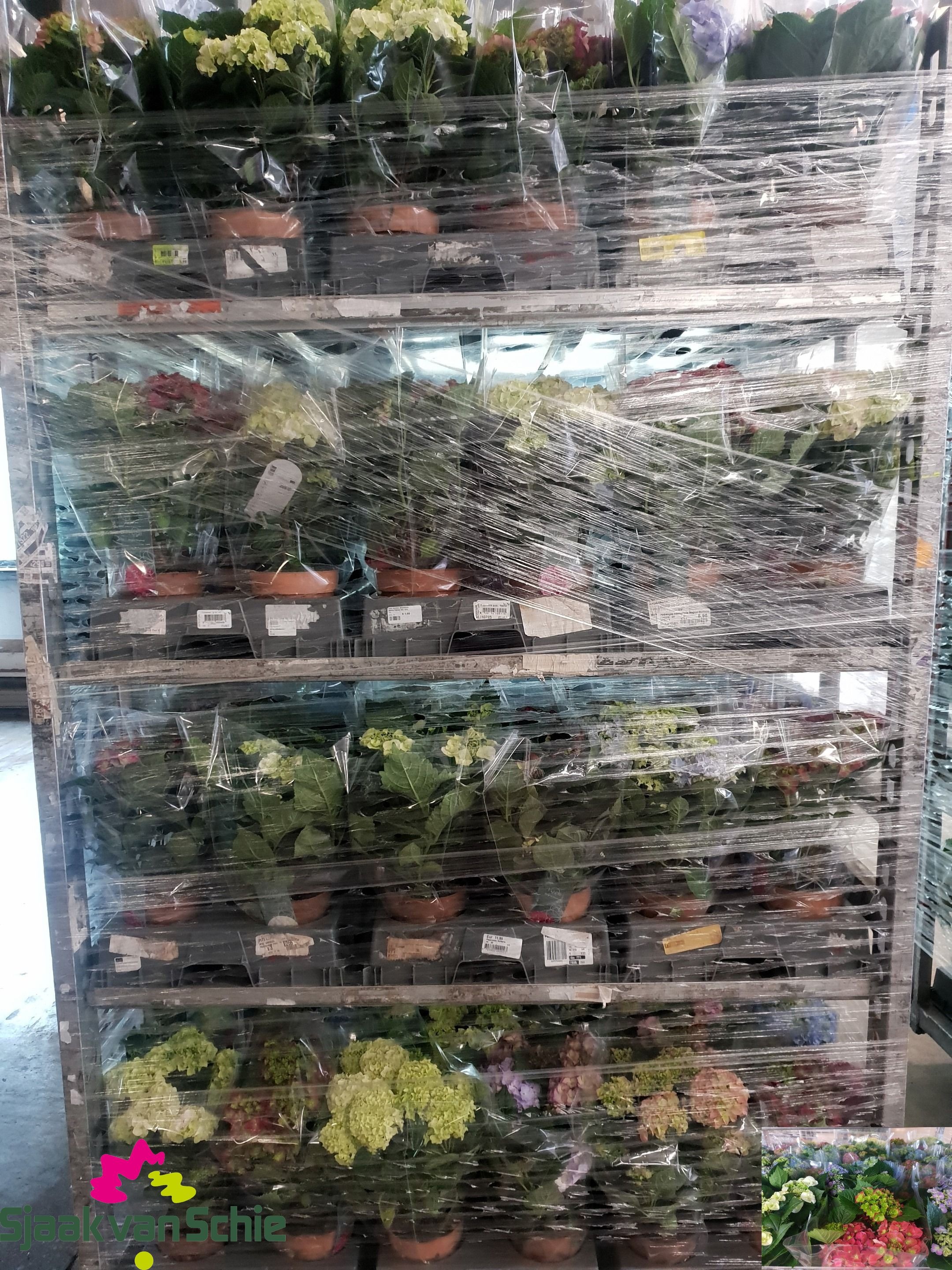 Hydr M Gem 14P 40H 7bloem 23bloei