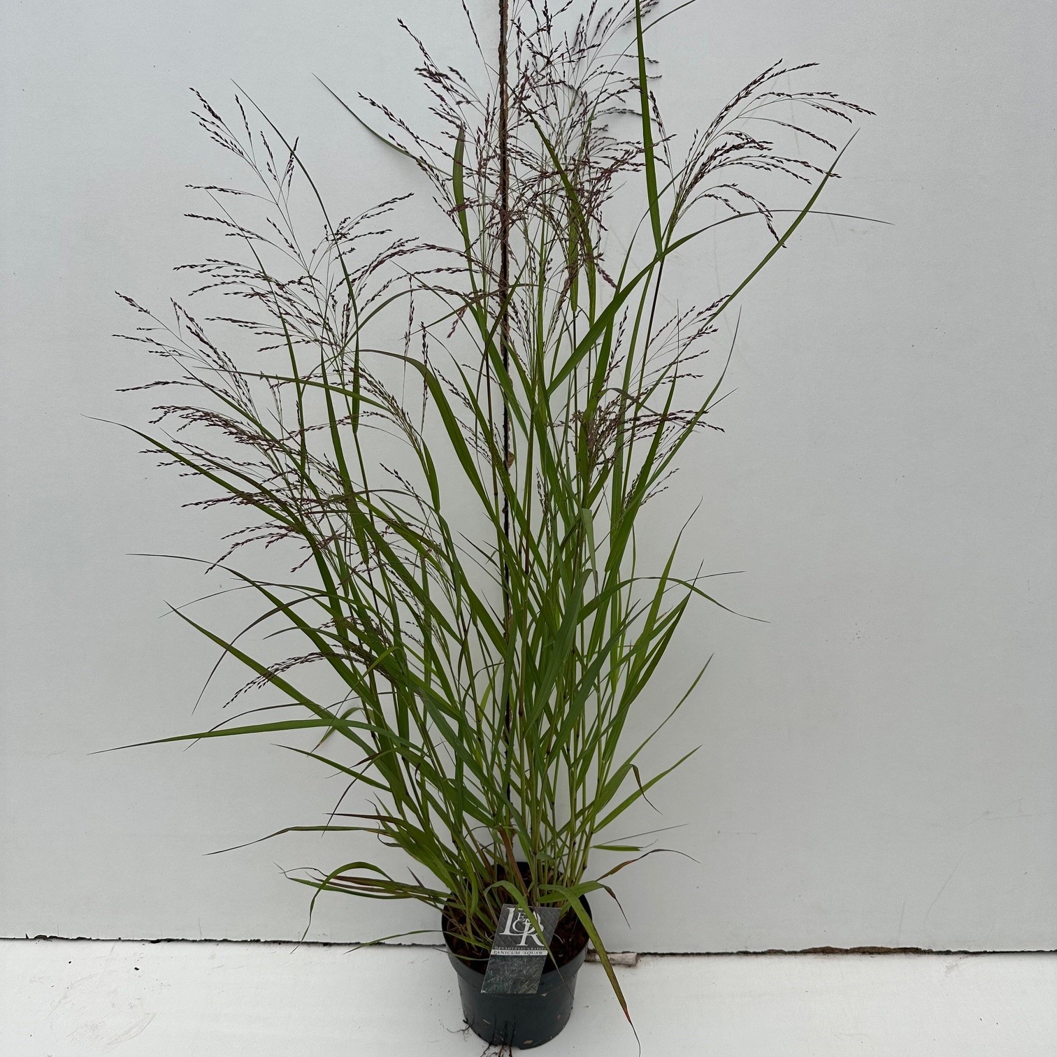 Picture of Panicum Squaw P19 (3 Ltr) (LOOSE)