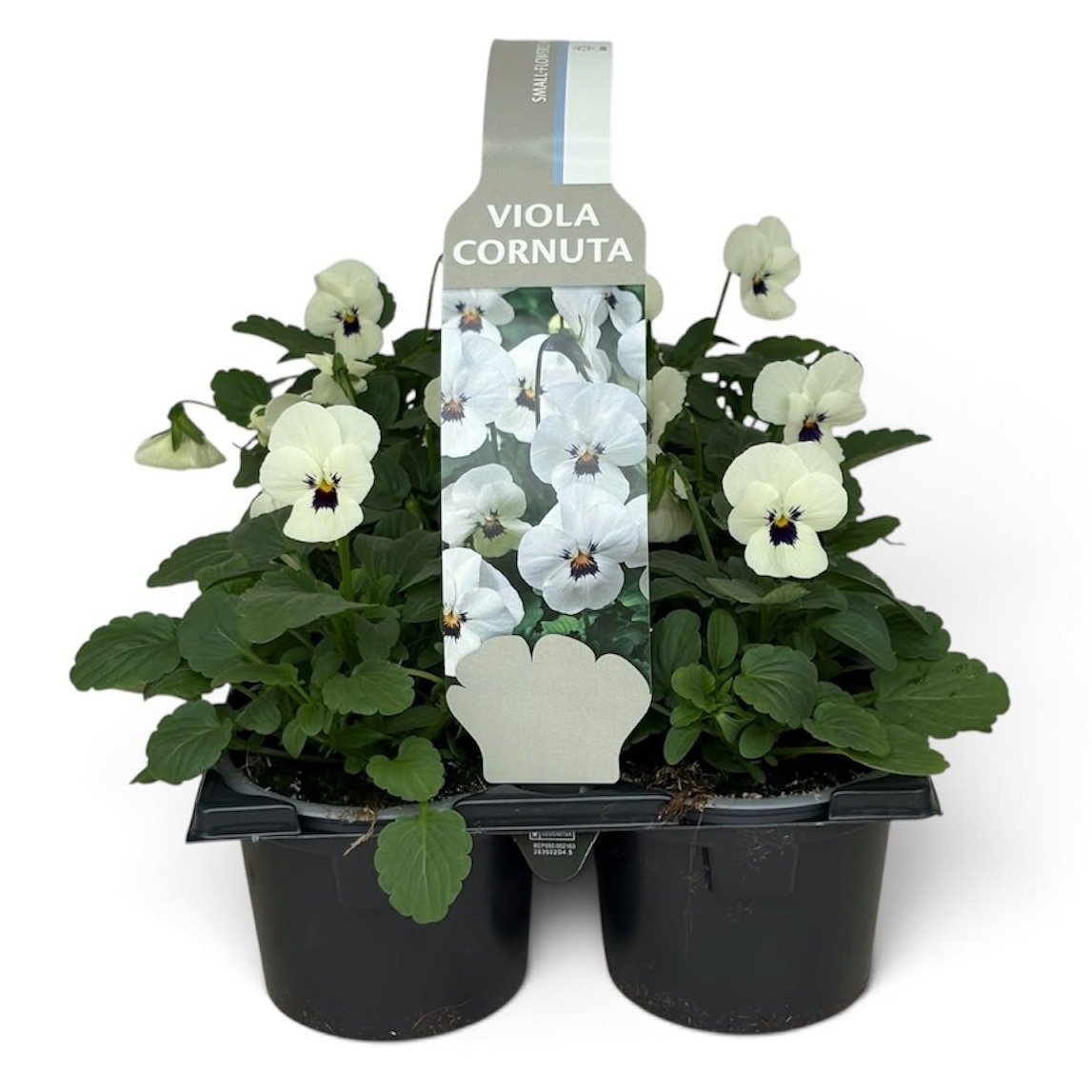 Viola Sixpack Viola Cornuta White With Blotch