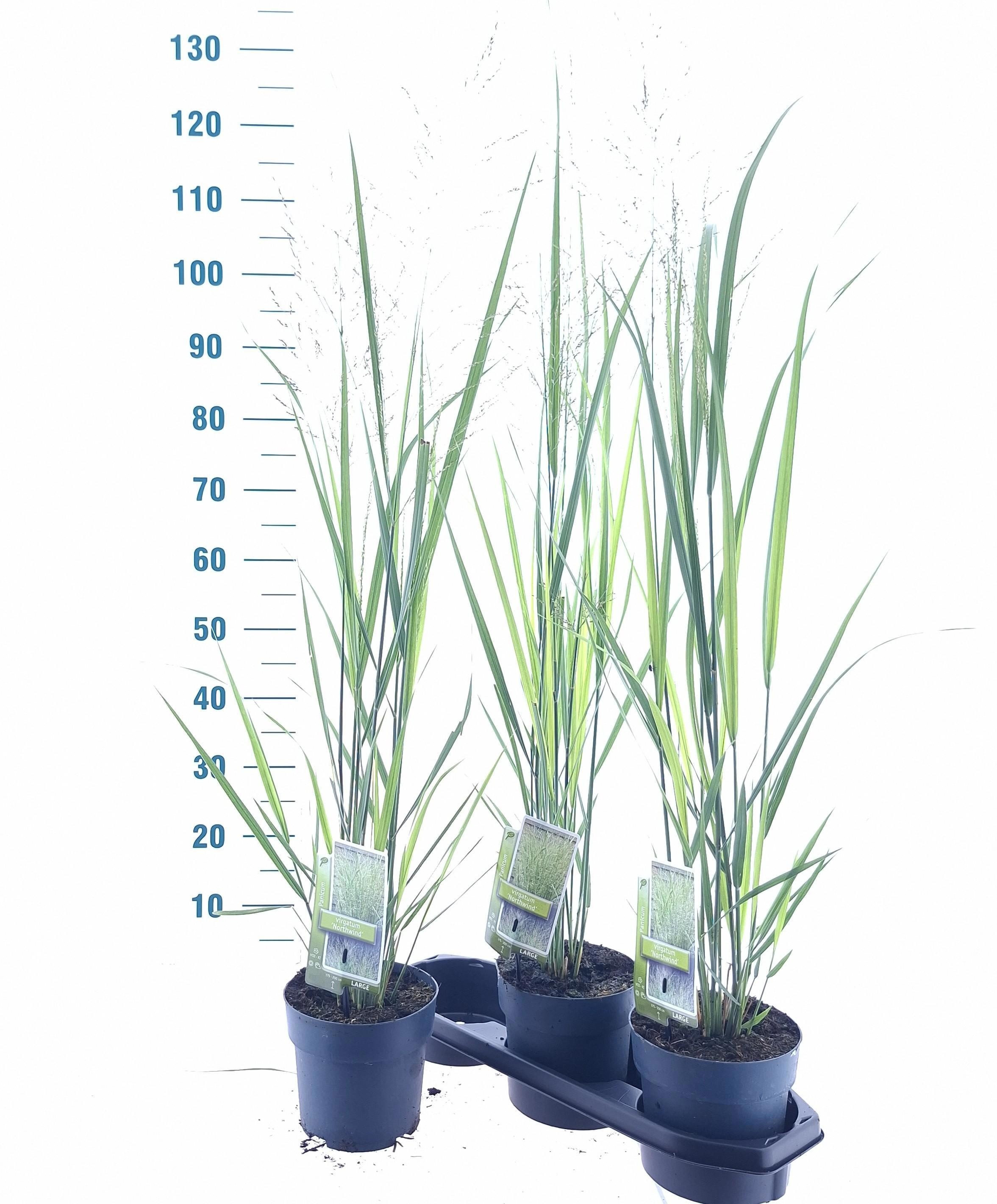 Panicum virgatum 'Northwind'